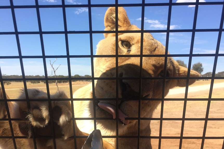 Close-up of a lion's face taken from inside a protective cage.
