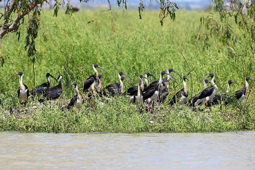 Un groupe d'ibis noirs et blancs dans l'herbe 