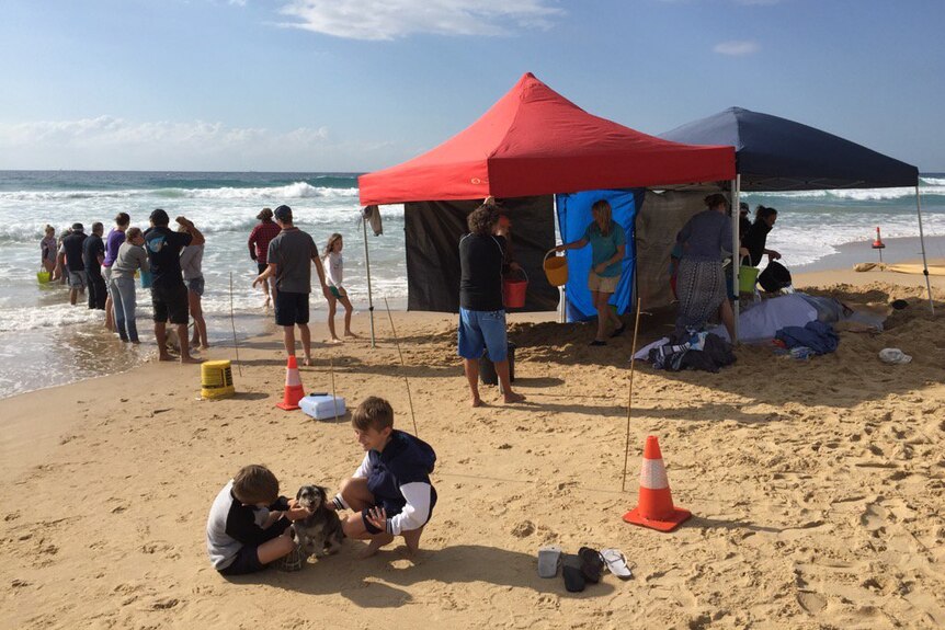 People dump buckets of water on a washed up whale on Warana Beach