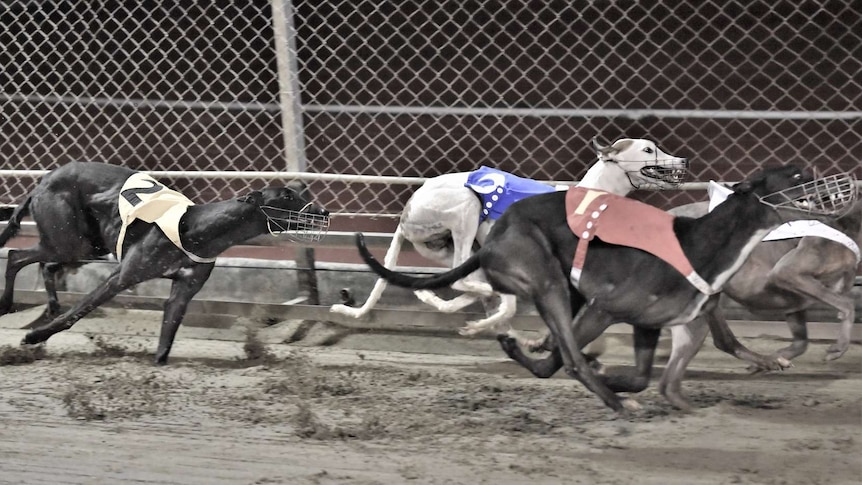 Greyhounds at Macau's Canidrome