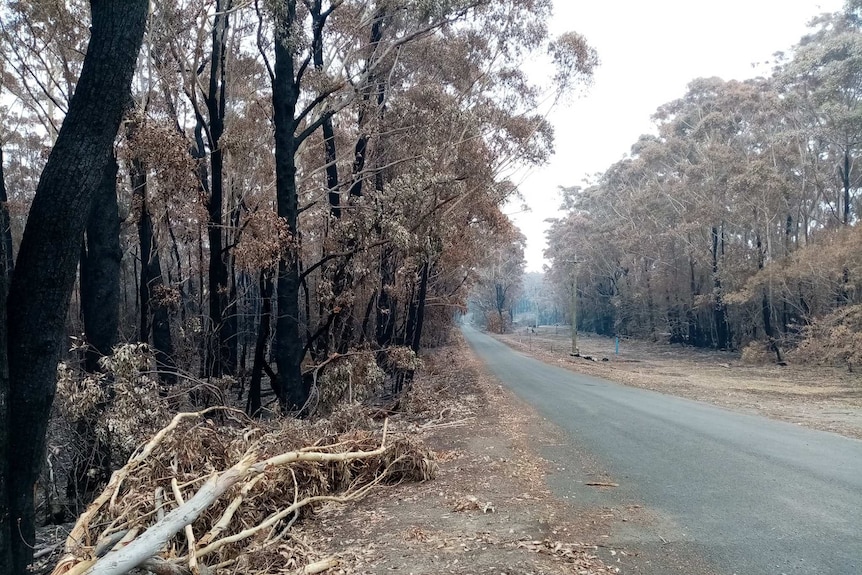 Trees stand blackened along an asphalt road.