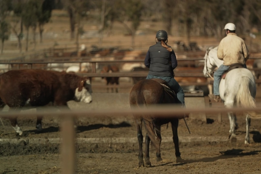 Photo of a woman and a man riding mules.