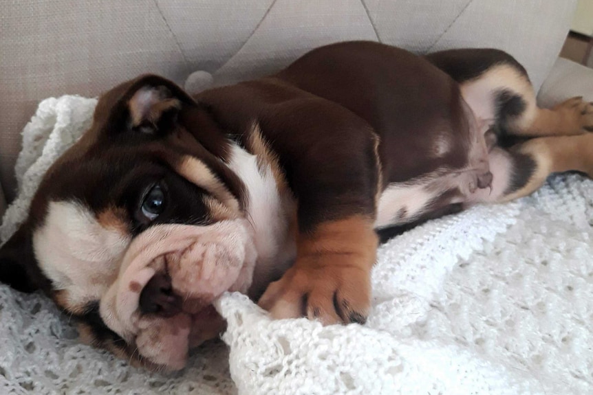 A brown, white and tan bulldog puppy lies ion a couch chewing a white rug.