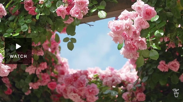 Pink climbing roses growing over an arbour. Has Video.