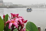 Rain drops on frangipani flowers