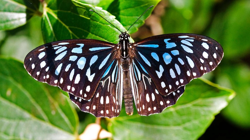 The Blue Tiger butterfly