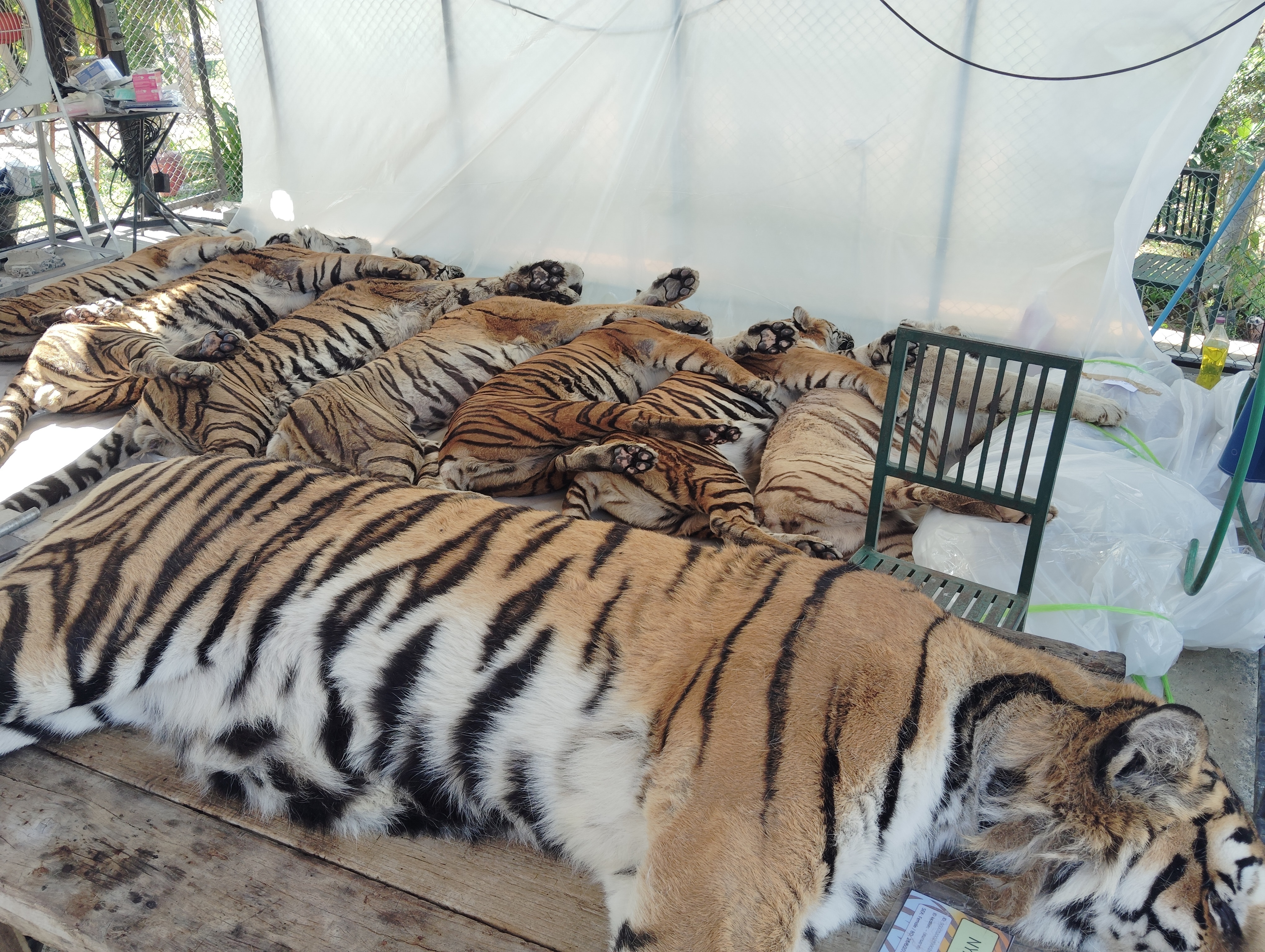 Virus that killed 72 tigers at Thai zoos not bird flu, officials say