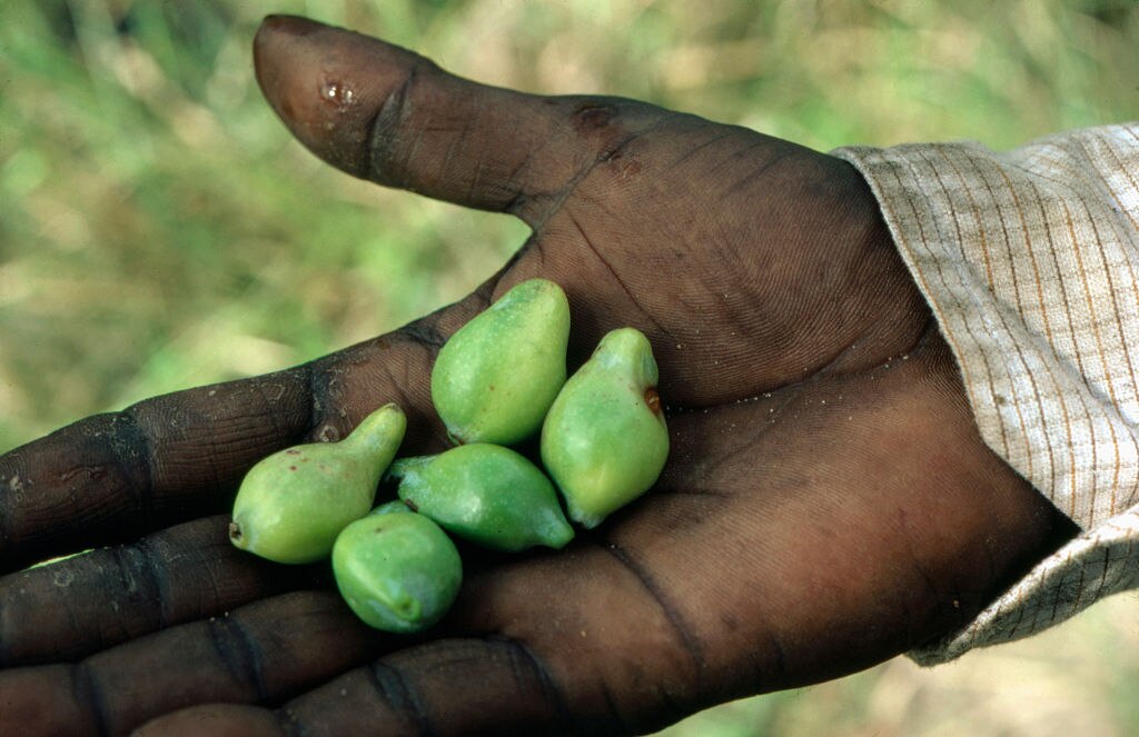 NT Country Hour - ABC listen