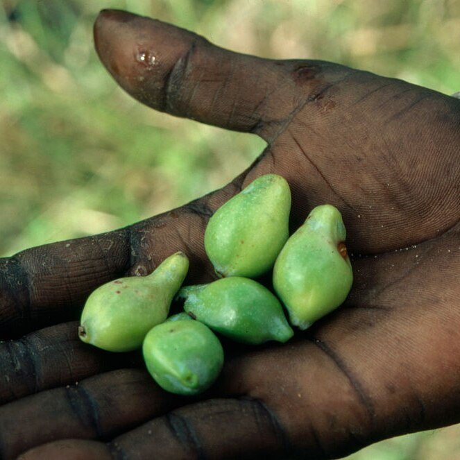 kakadu plum