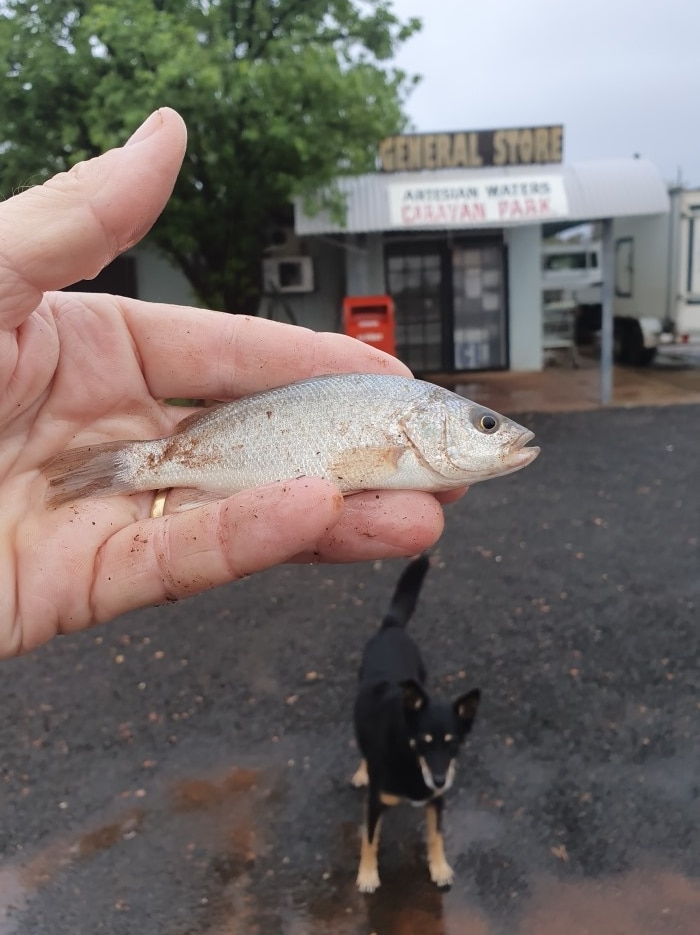 A small silver fish held in the fingers of a man