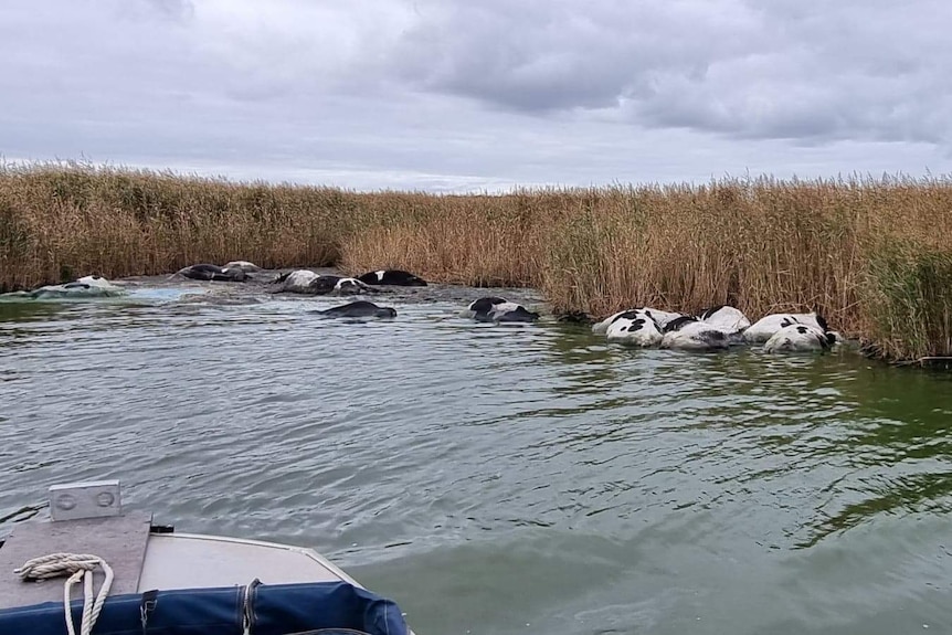 A large number of cows floating dead in a green river, gathered at the banks