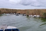 A large number of cows floating dead in a green river, gathered at the banks.