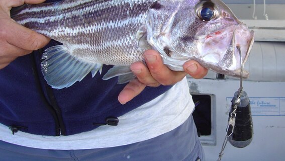 A removable weight hooked on to a West Australian dhufish