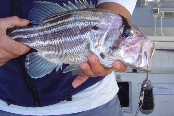 A removable weight hooked on to a West Australian dhufish