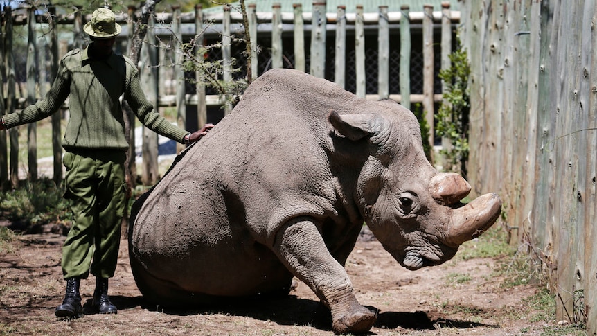 A carer stands beside a kneeling white rhino.