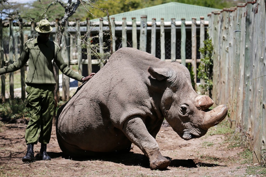 A carer stands beside a kneeling white rhino.