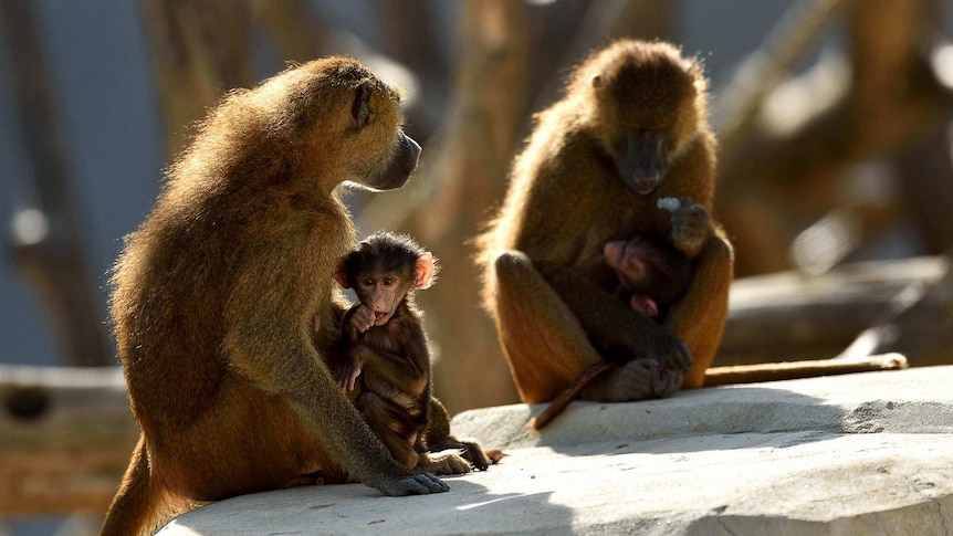 Two adult and two infant baboons sit on rocks at Paris Zoo.