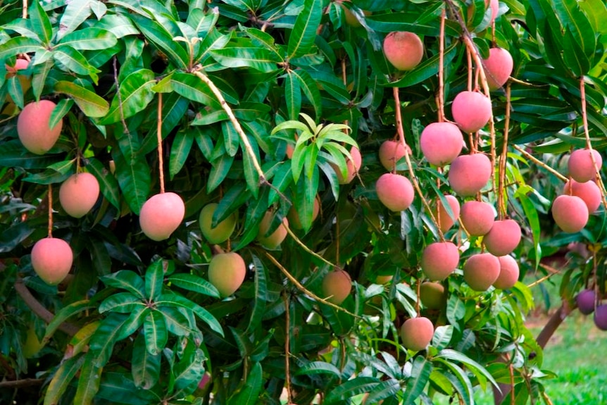 Mangoes on a tree with a pink hue.