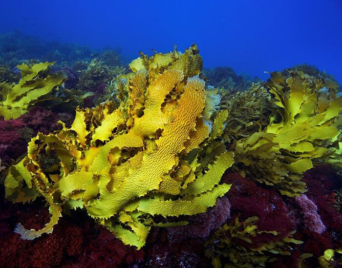 Australian kelp forests before heatwaves in 2011