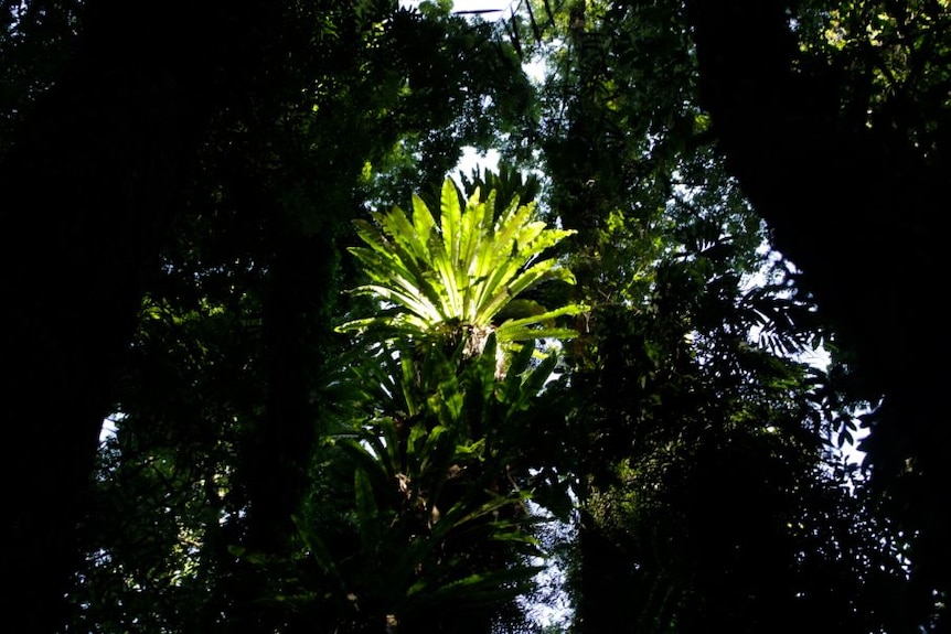 A fern growing high in the treetops