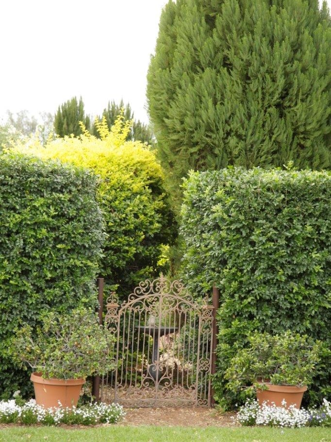 A gate and hedge in the garden at Dumfries