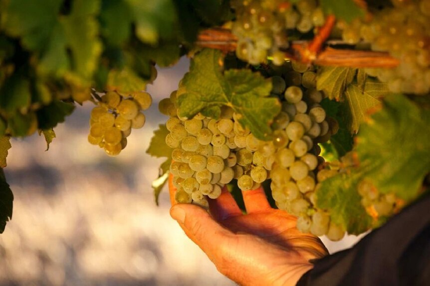 今年，澳大利亚的酿酒厂已经出口了价值近30亿澳元的葡萄酒。