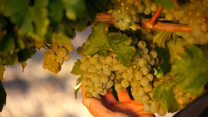 Hand holding bunches of white grapes on a vine.