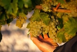 Hand holding bunches of white grapes on a vine.