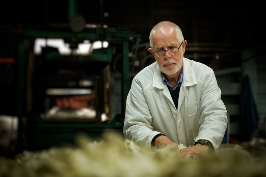 A man with glasses looks intently at a clip of wool he's classing.