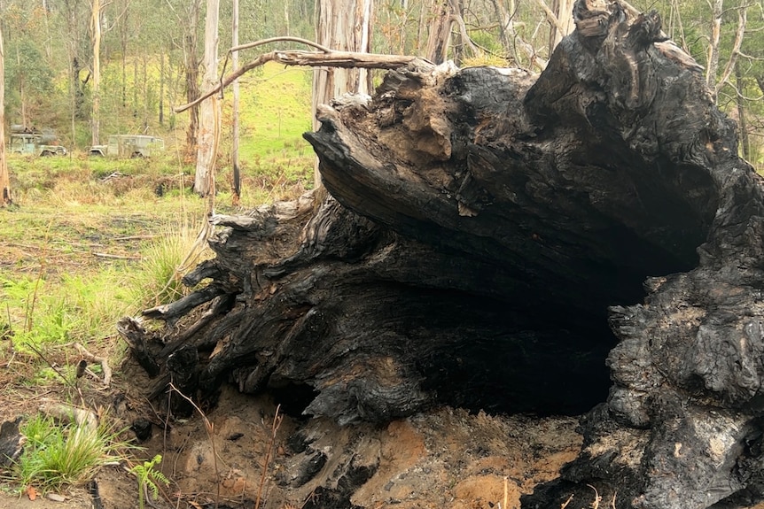 A large burnt out base of a tree on its side