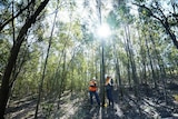 Rehabilitation and research undertaken at Xstrata Coal mines across the Hunter.