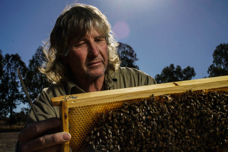 Ray Hull examines his bees.