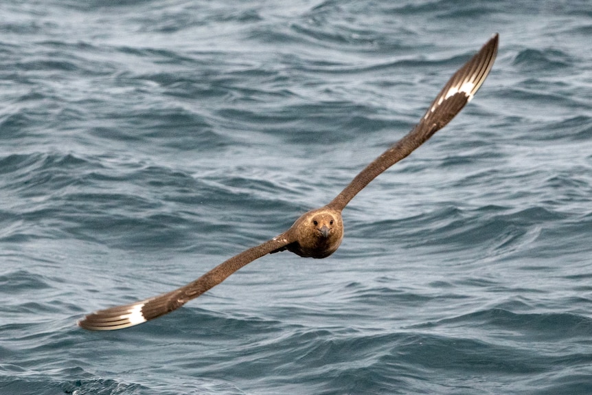 A brown bird flying head-on over the sea
