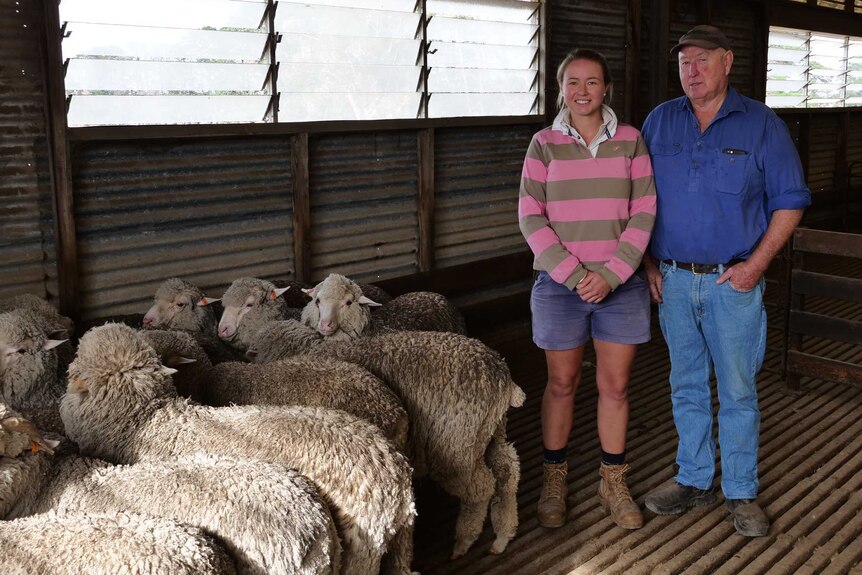 Woman and man standing next to sheep in a shearing shed