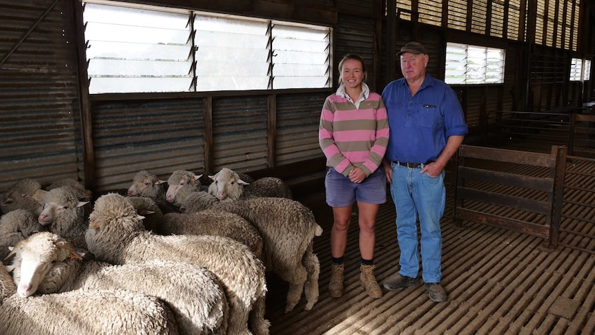 Woman and man standing next to sheep in a shearing shed