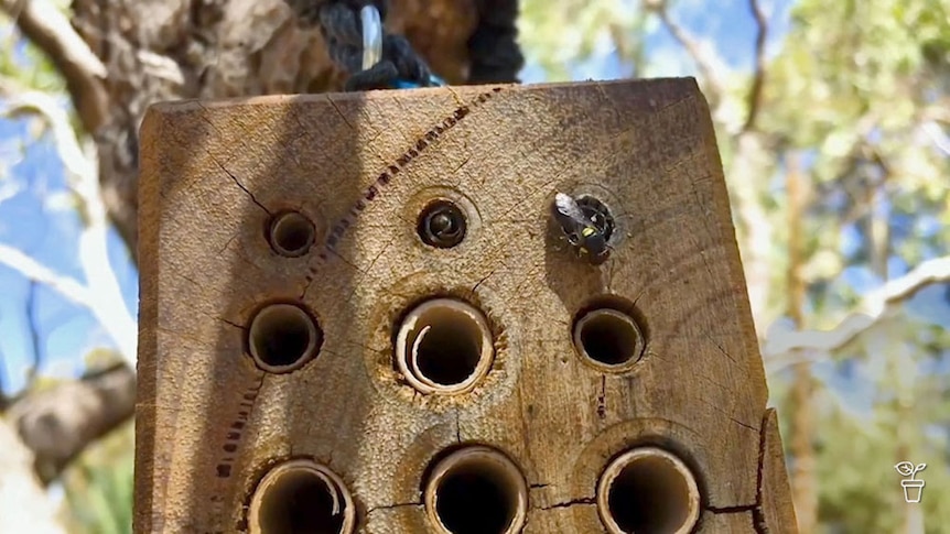 A native bee hotel made from a block of wood with tubes 