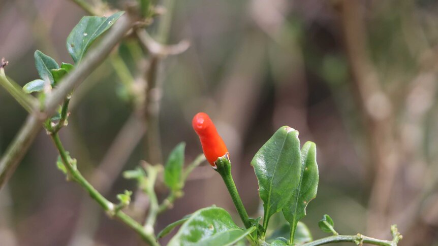 A close up of a chilli on a chilli plant.