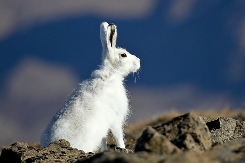 Arctic hare