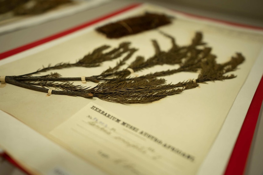 A spiky-leaved plant sits on a canvass or paper background in a red frame, with an information tag next to it.