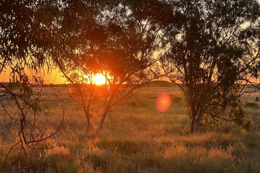 A setting sun pokes through the trees over the bush in Balgo in WA's Kimberley.