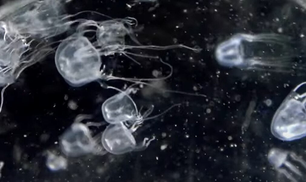 New species of box jellyfish discovered in Hong Kong