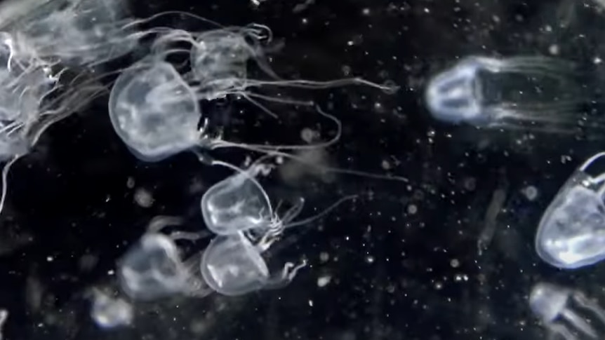 New species of box jellyfish discovered in Hong Kong