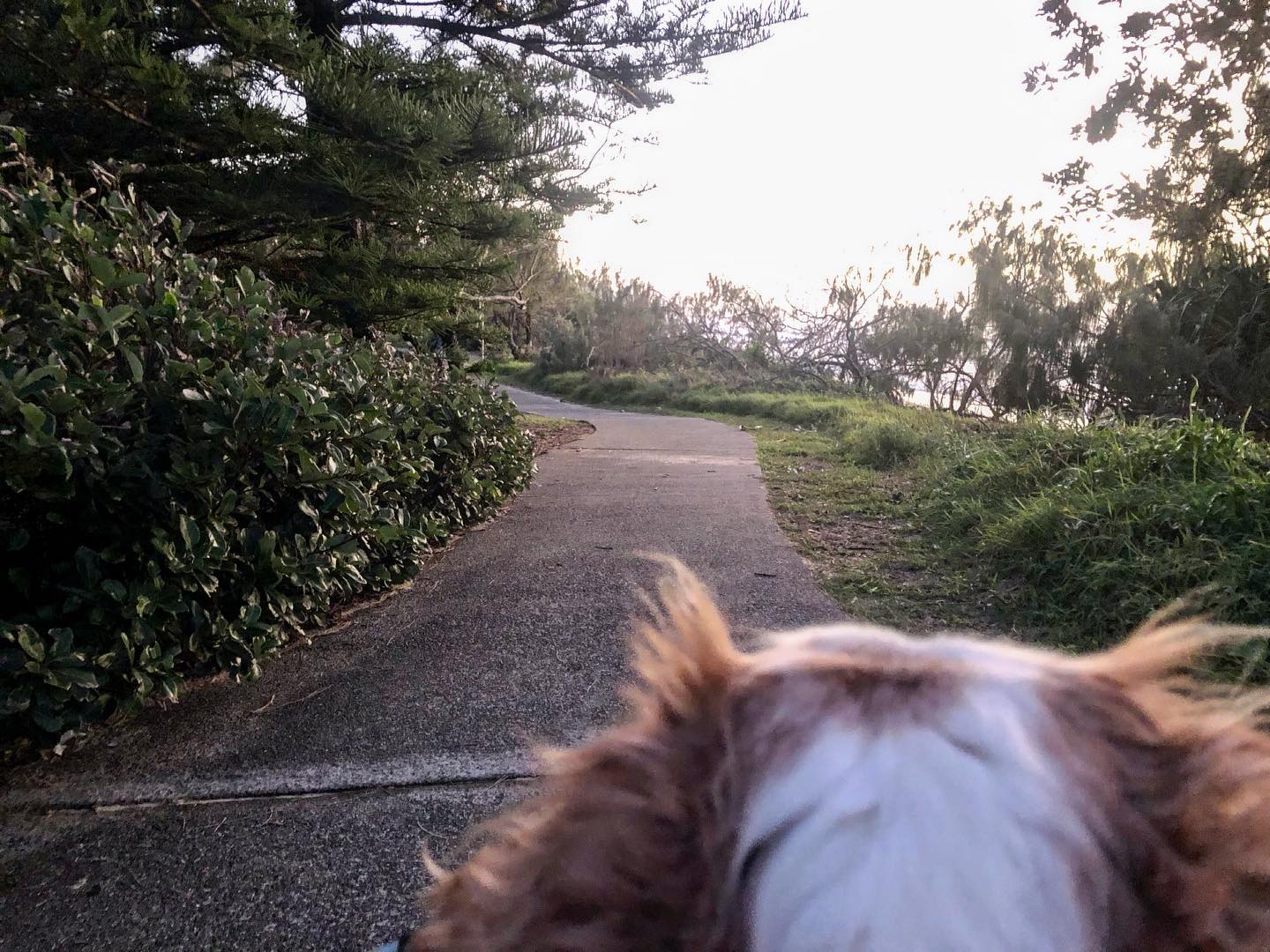 Footpath and a dog's head at footpath level, being walked