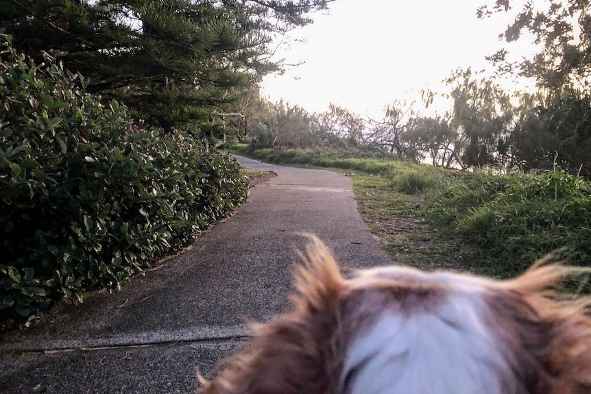 Footpath and a dog's head at footpath level, being walked