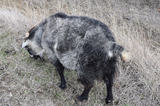 Goats eating grass with swollen abdomen