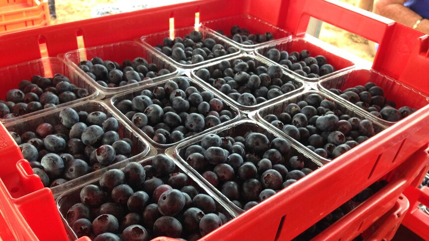 Punnets of blueberries packed in crates ready to be dispatched