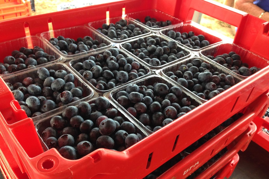 Punnets of blueberries packed in crates ready to be dispatched