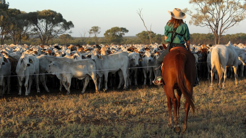 A woman on a horse riding towards a mob of cattle behind a makeshift fence
