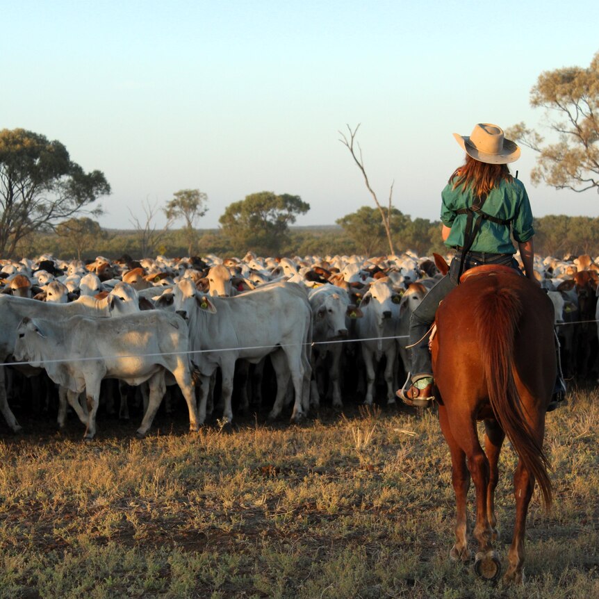 A woman on a horse riding towards a mob of cattle behind a makeshift fence