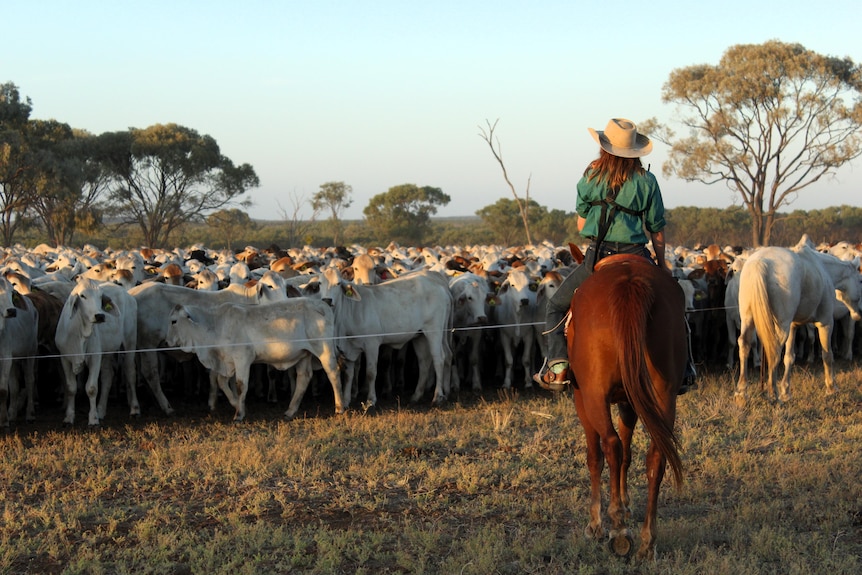 A woman on a horse riding towards a mob of cattle behind a makeshift fence